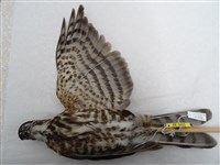 藏品(臺灣松雀鷹)的圖片